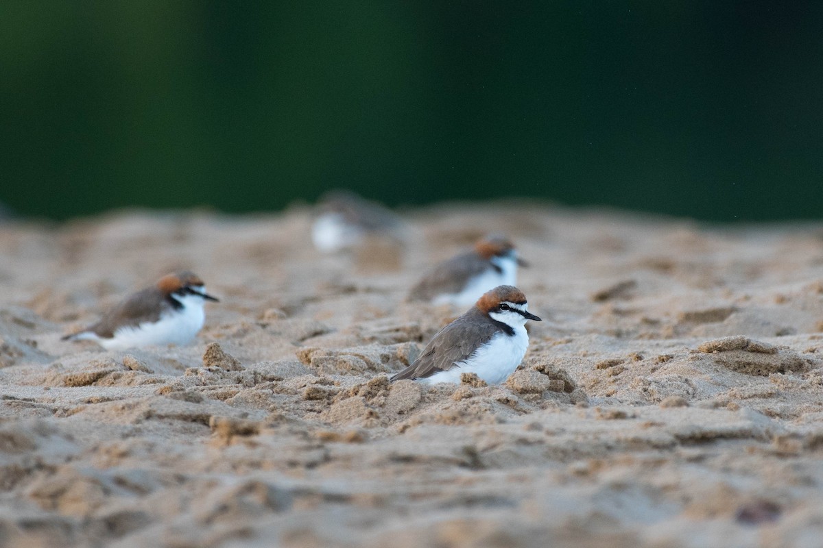 Red-capped Plover - ML79490561