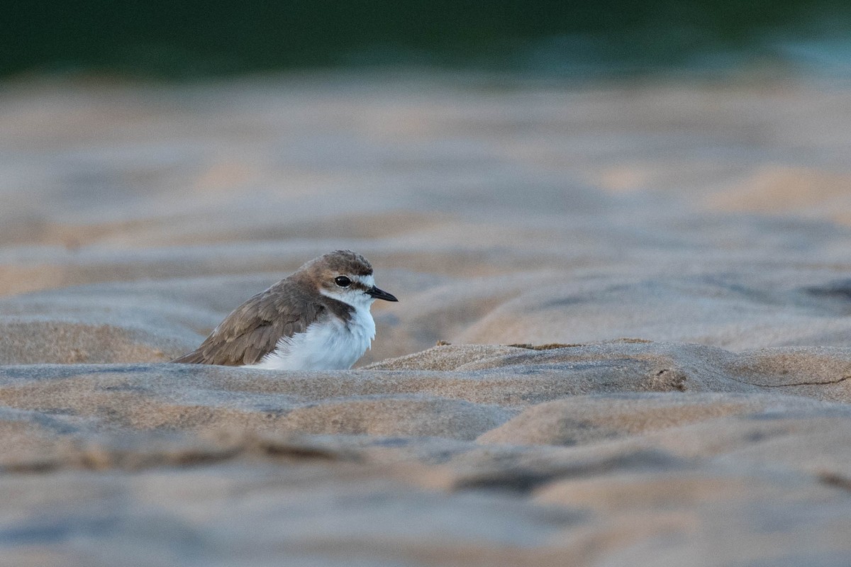 Red-capped Plover - ML79490651