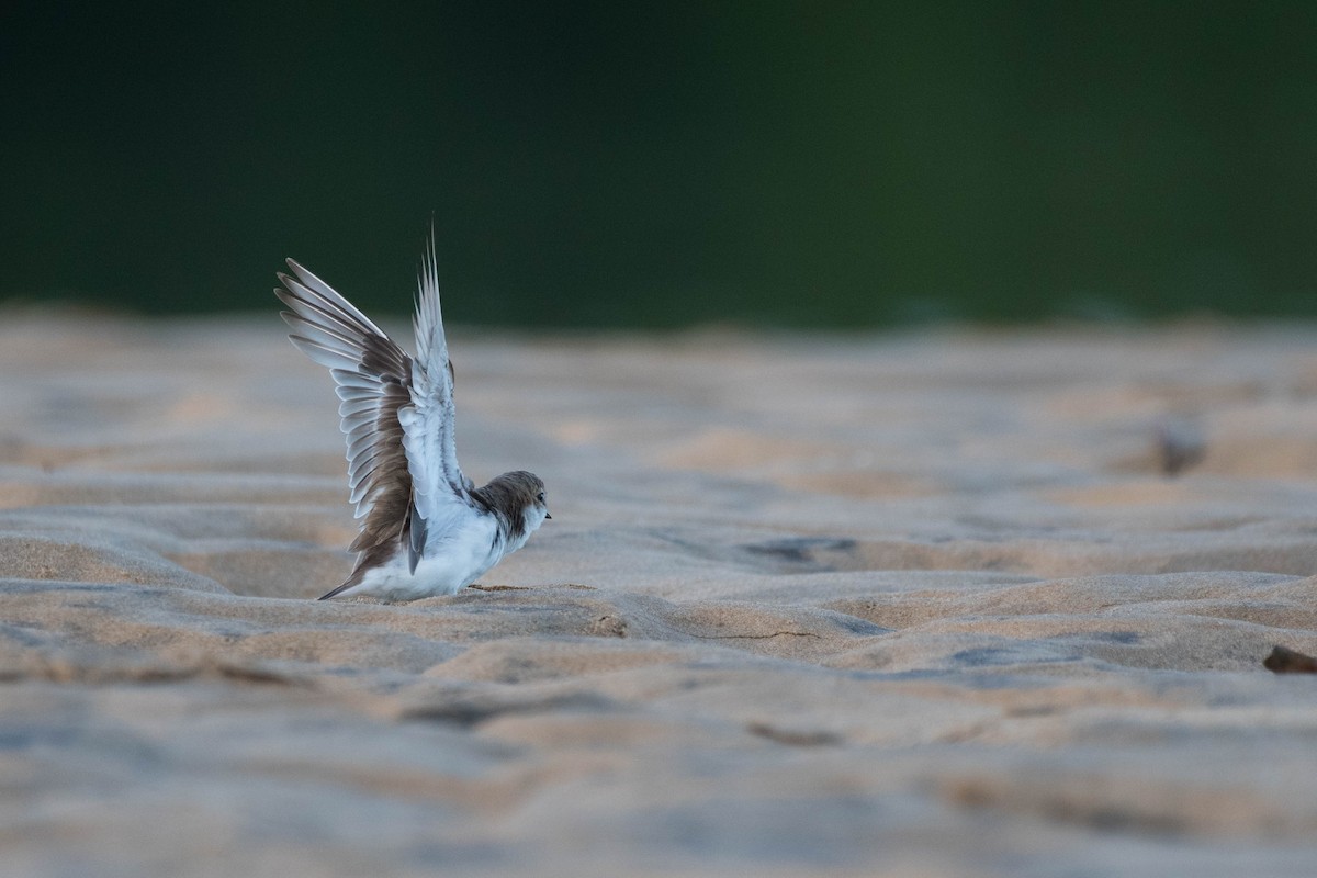 Red-capped Plover - ML79490691