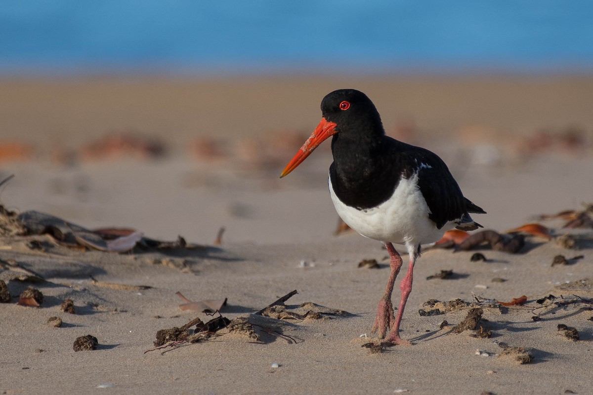 Pied Oystercatcher - ML79491051