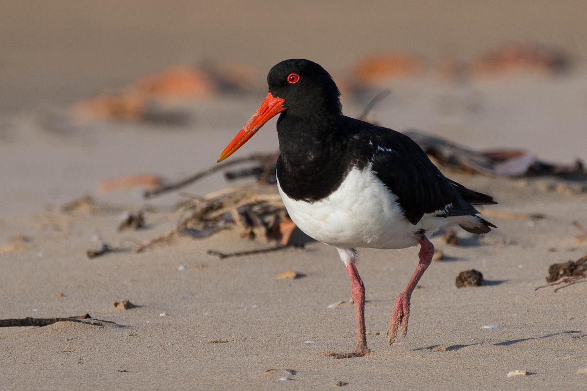 Pied Oystercatcher - ML79491181