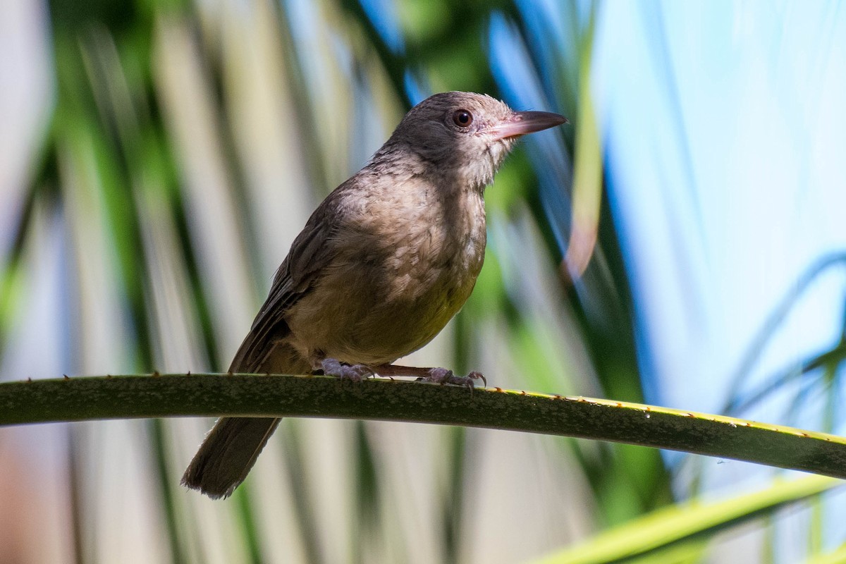 Rufous Shrikethrush - Terence Alexander