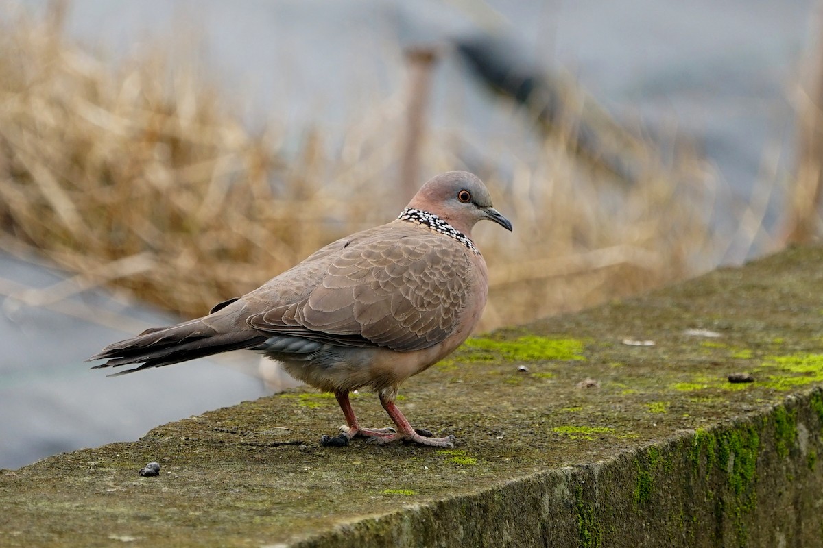 Spotted Dove - JingZu Tu