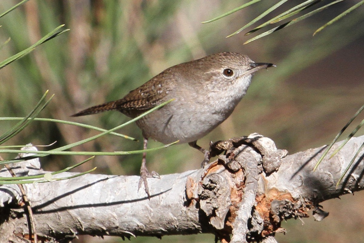 House Wren - ML79493491