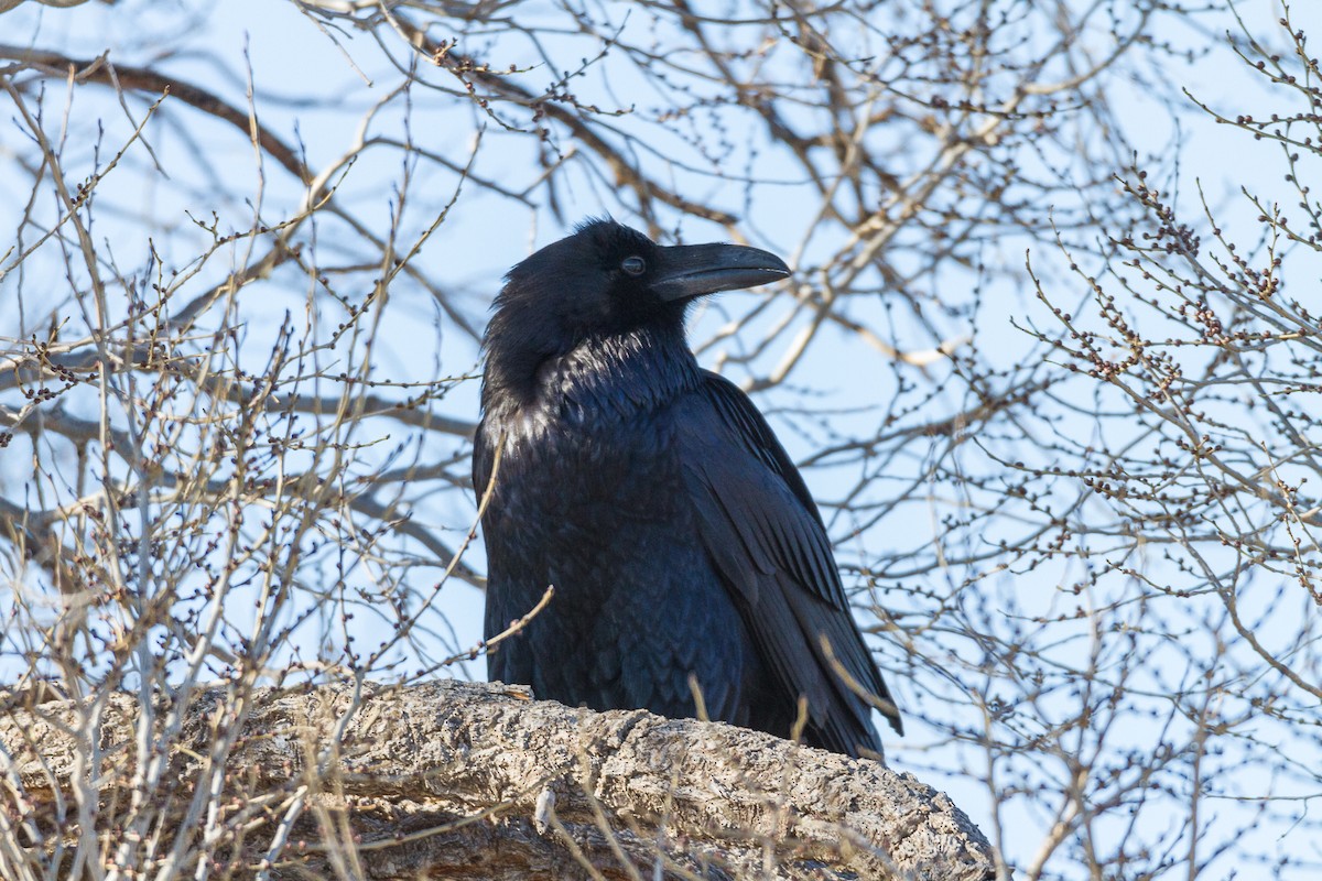 Common Raven - Terry Woodward