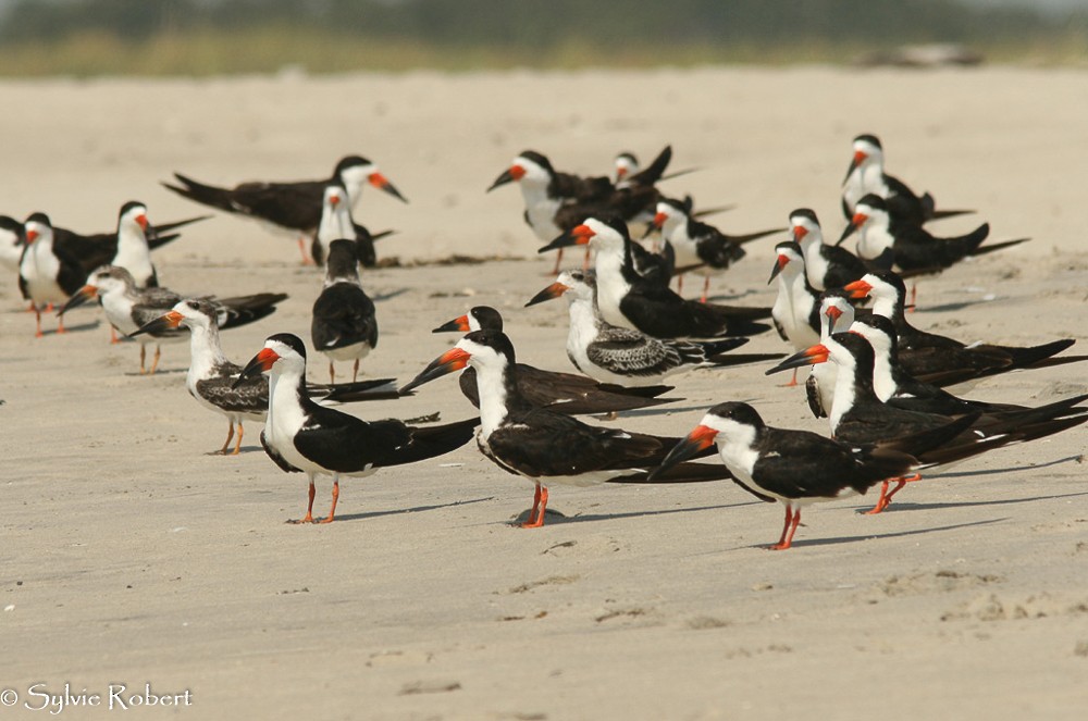 Black Skimmer - Sylvie Robert