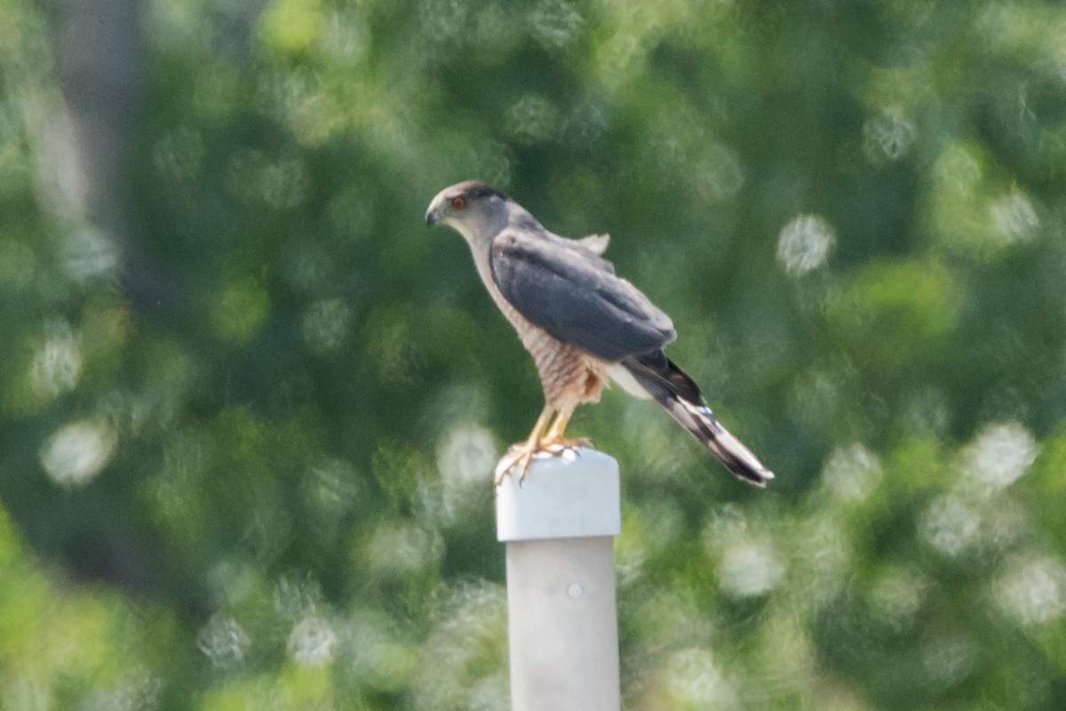 Cooper's Hawk - ML79497101