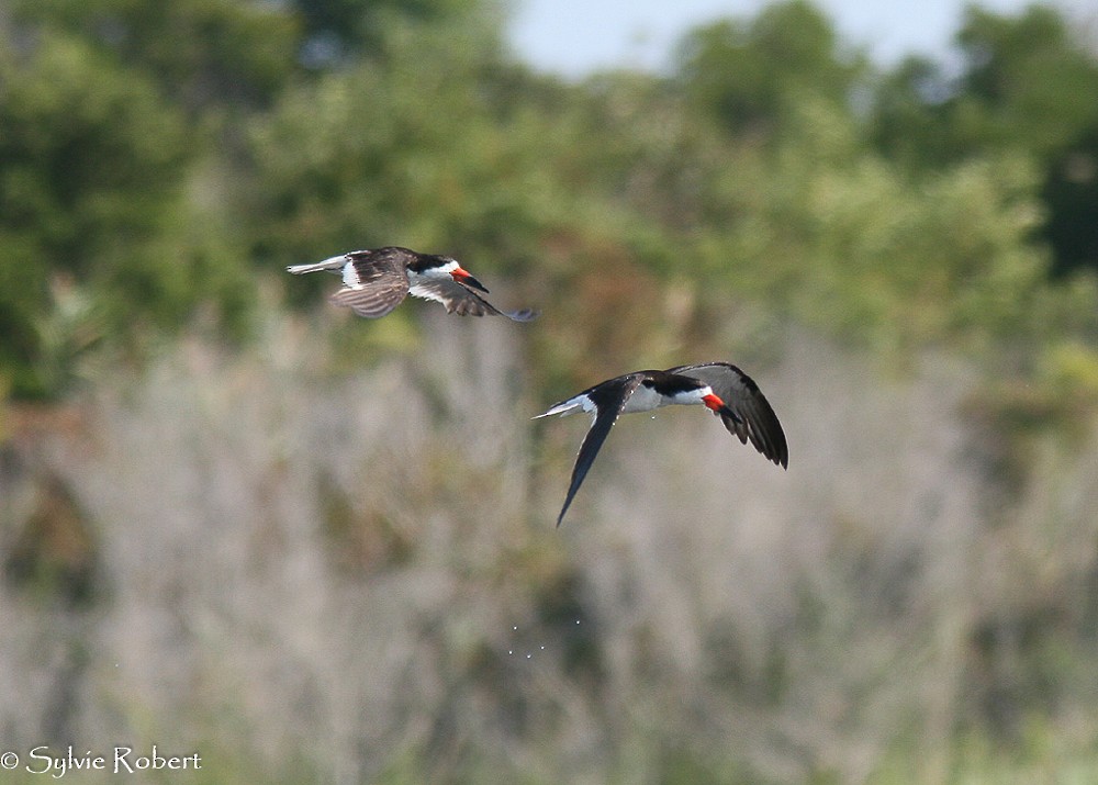 Black Skimmer - Sylvie Robert