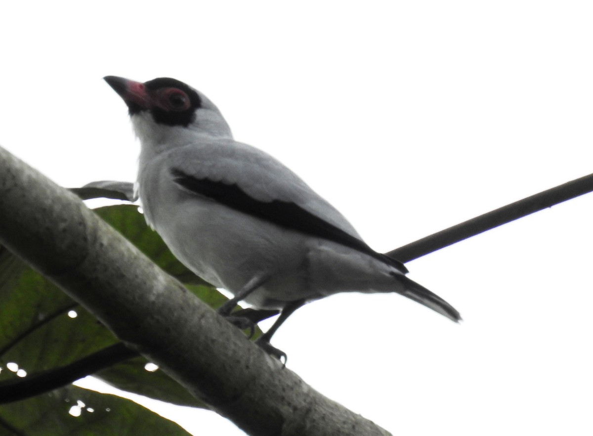 Masked Tityra - ML79500731