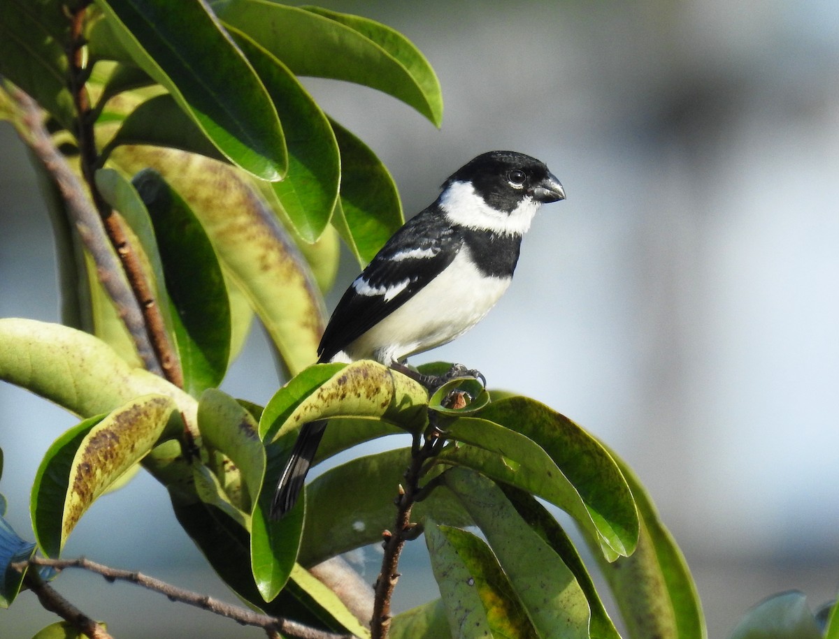 Morelet's Seedeater - Francisco Dubón