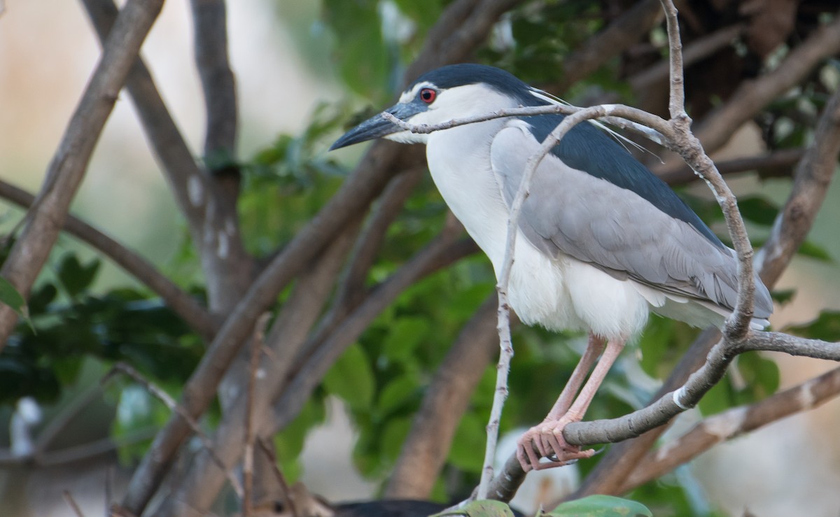 Black-crowned Night Heron - ML79504781