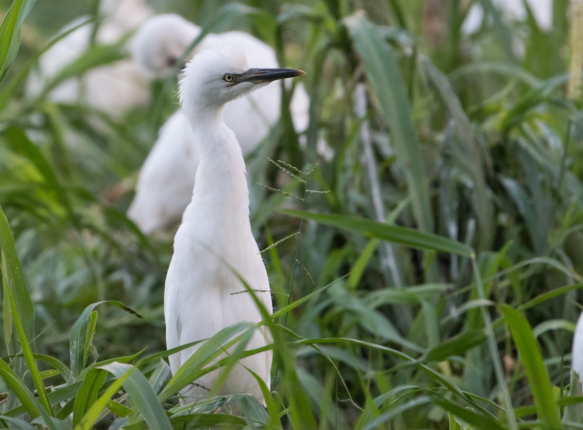 Eastern Cattle Egret - ML79504801