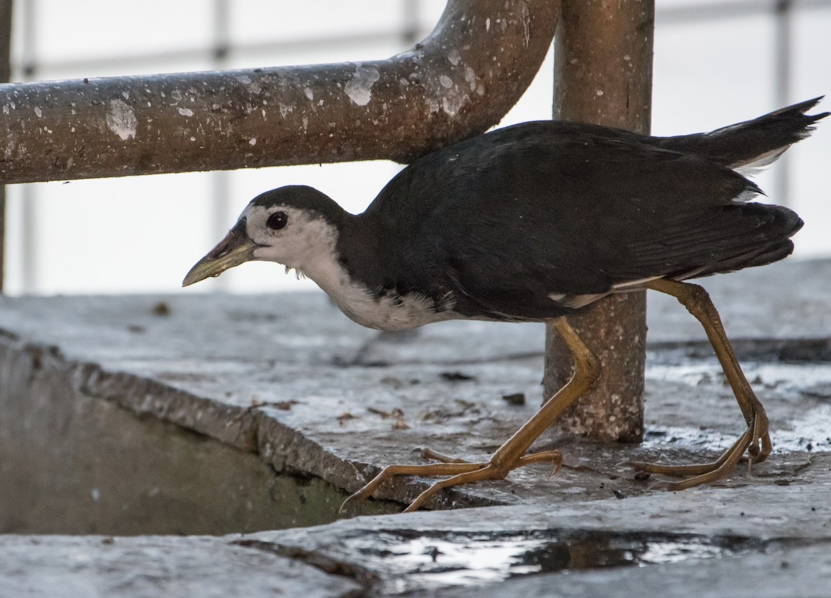 White-breasted Waterhen - ML79504951