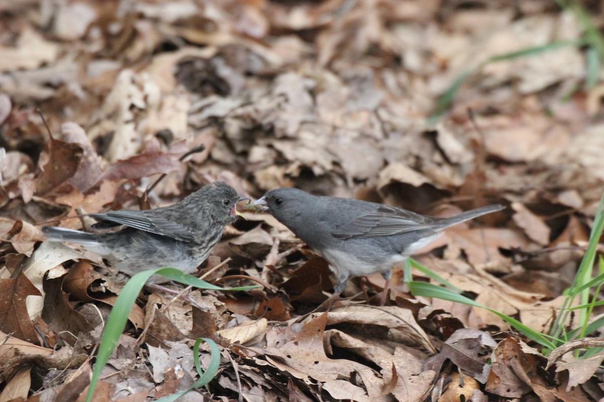 Dark-eyed Junco - Beverly Dant
