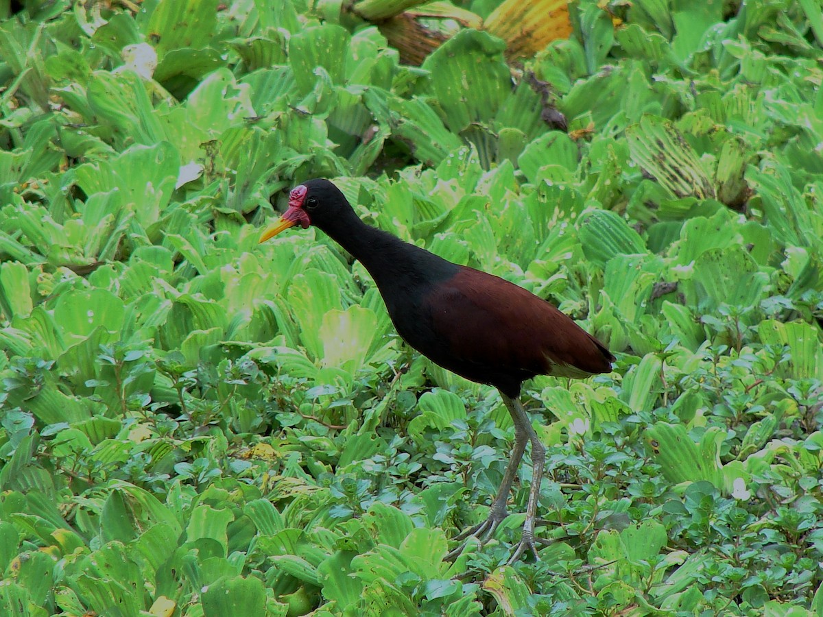 Wattled Jacana - Susana Cubas Poclin