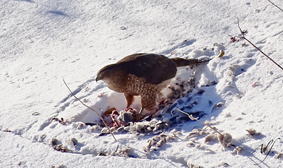 Cooper's Hawk - ML79506711
