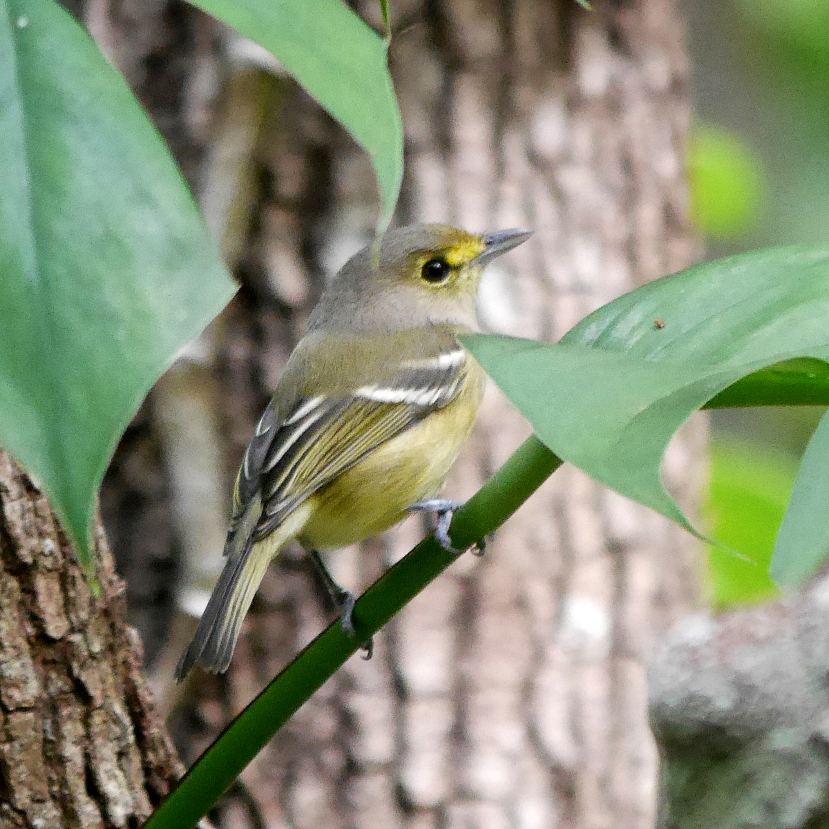 Thick-billed Vireo - Ed Gaillard