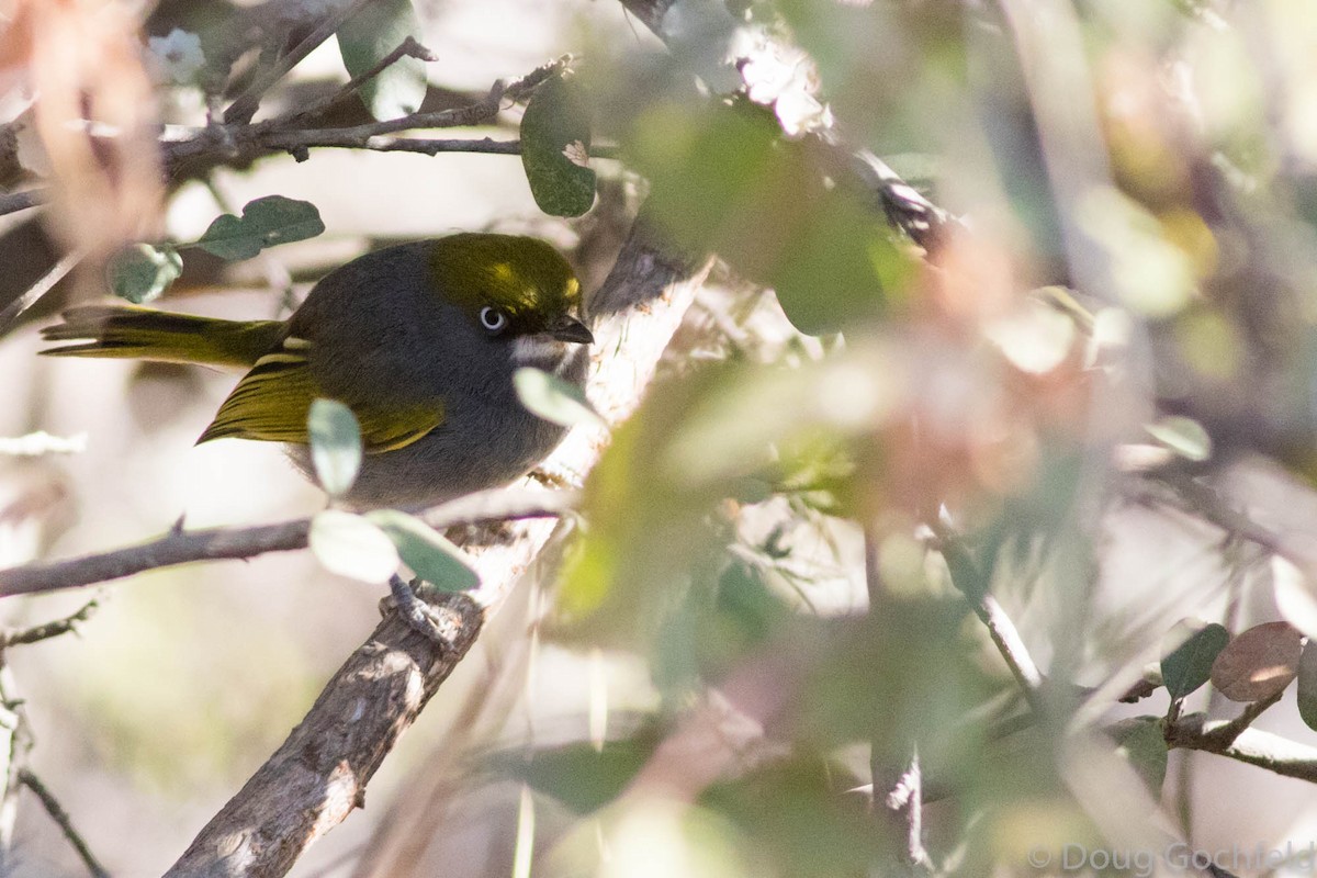 Slaty Vireo - ML79511171