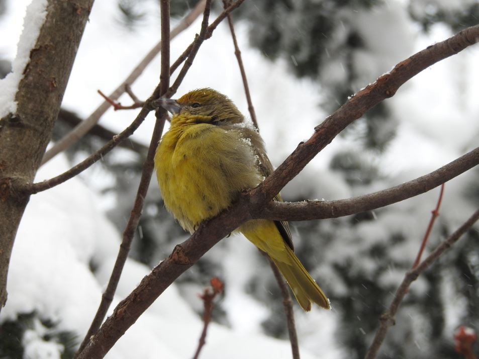 Hepatic Tanager - ML79512171