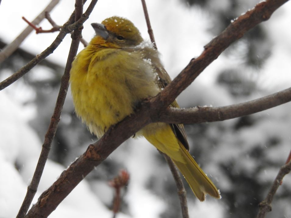 Hepatic Tanager - Brian Clegg