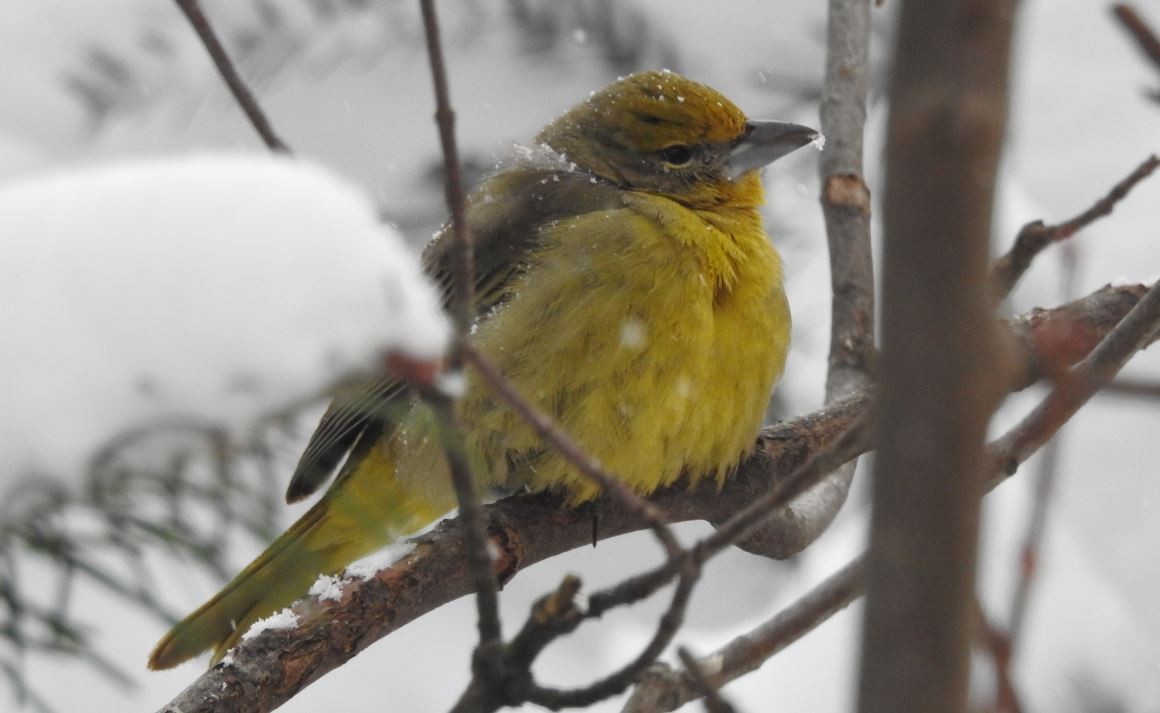 Hepatic Tanager - ML79512211