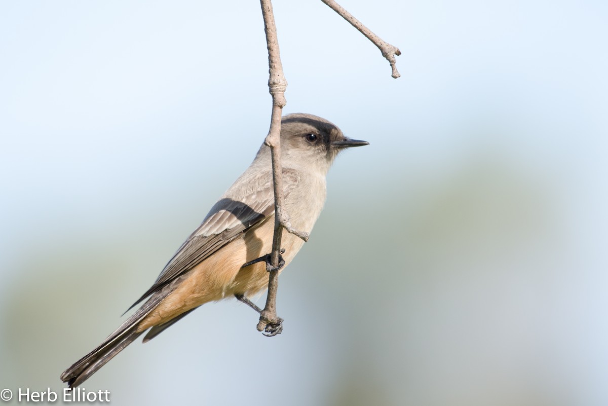 Say's Phoebe - Herb Elliott