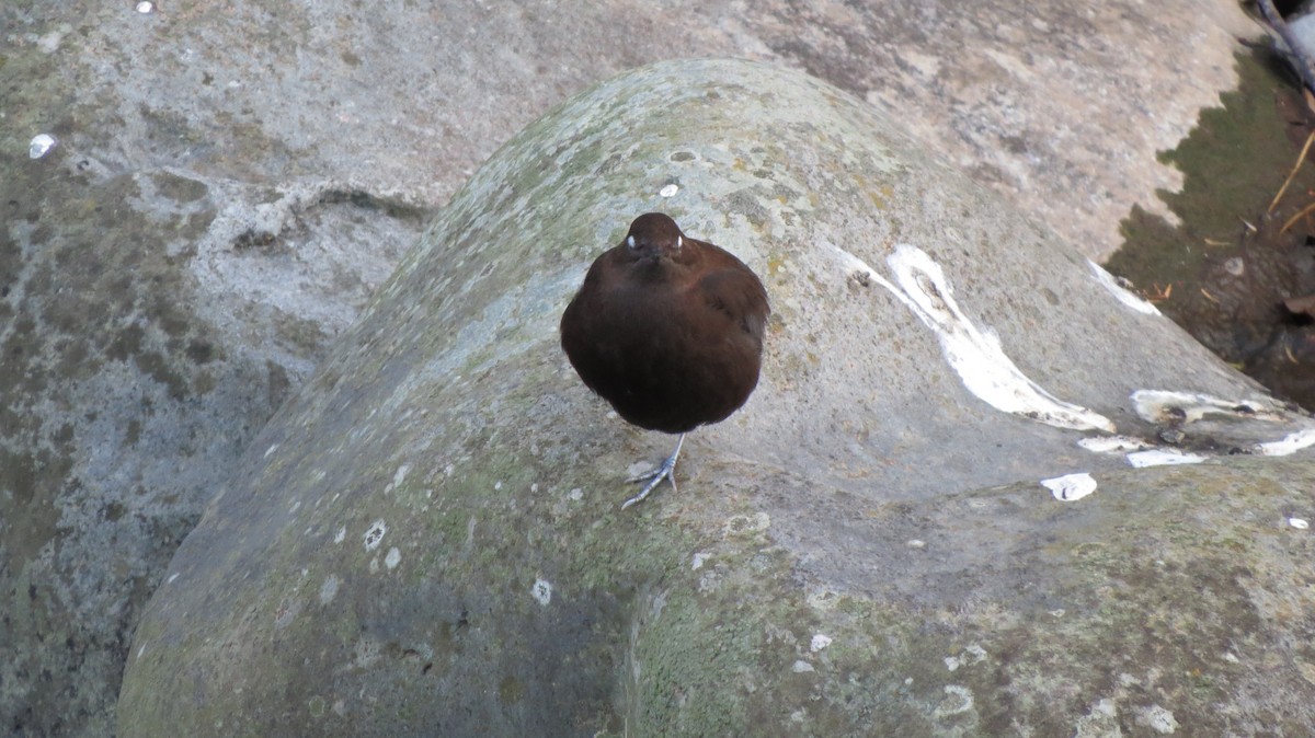 Brown Dipper - ML79514051