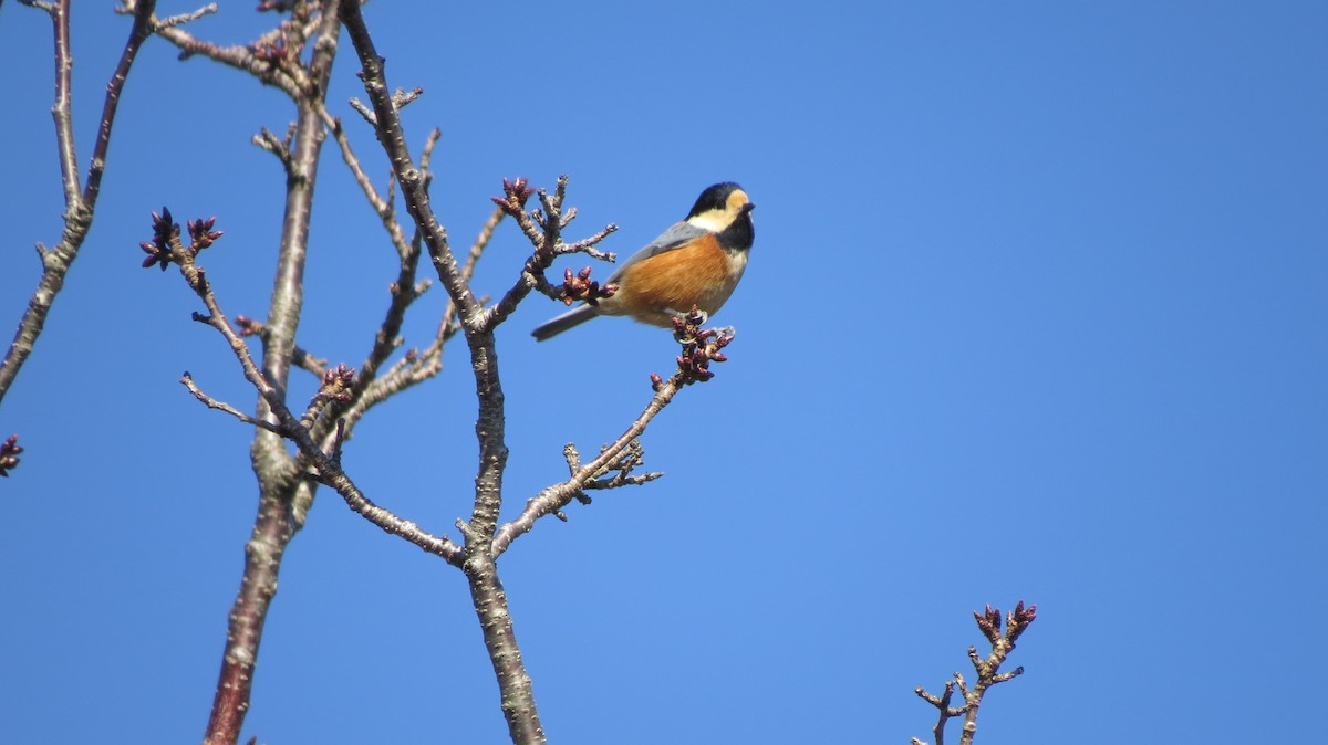 Varied Tit - ML79514191