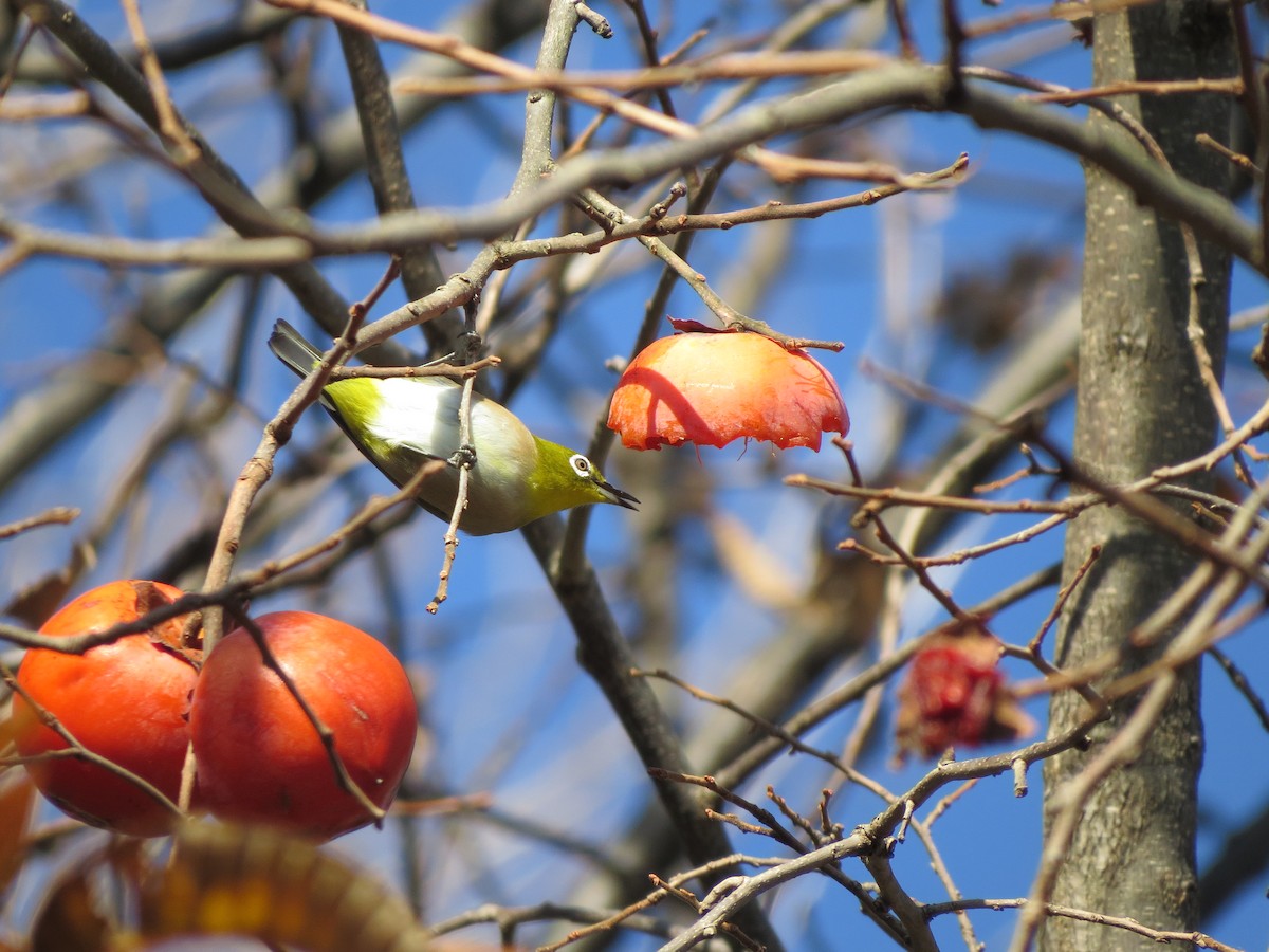 Warbling White-eye - ML79514271