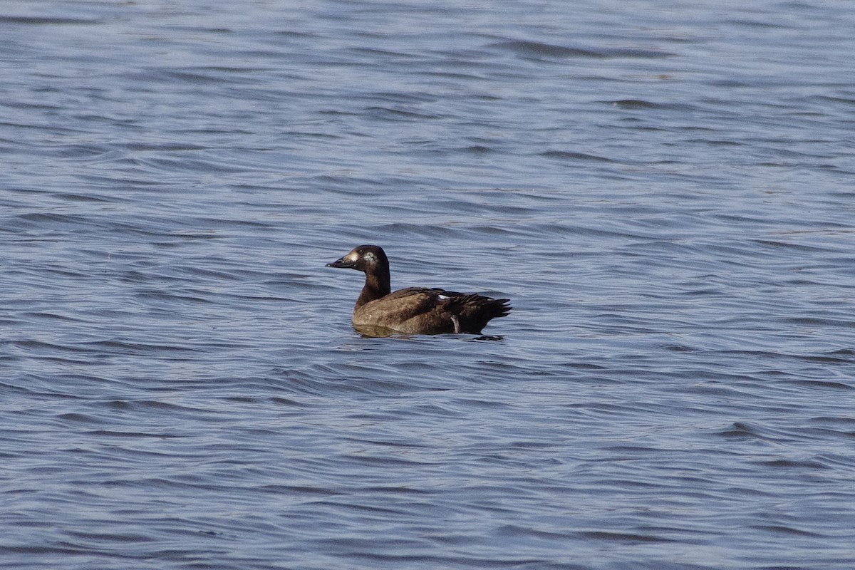 White-winged Scoter - ML79514311