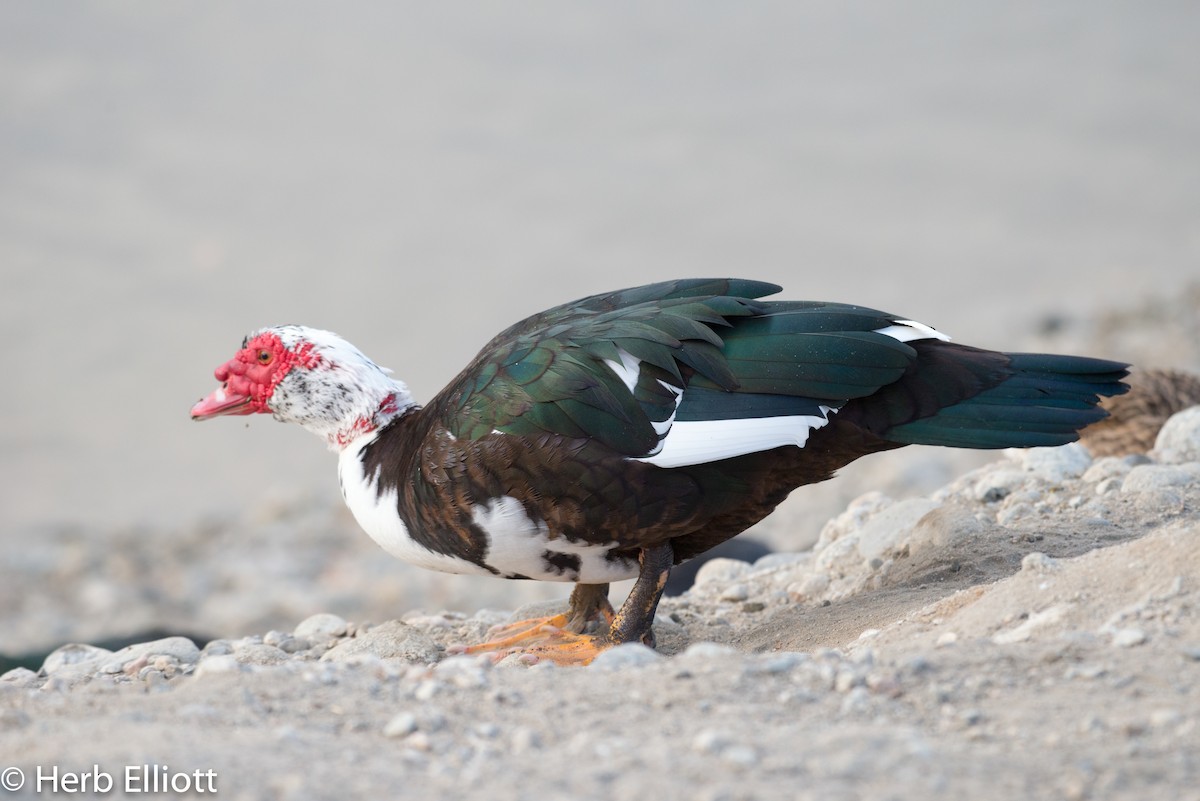 Muscovy Duck (Domestic type) - ML79516671