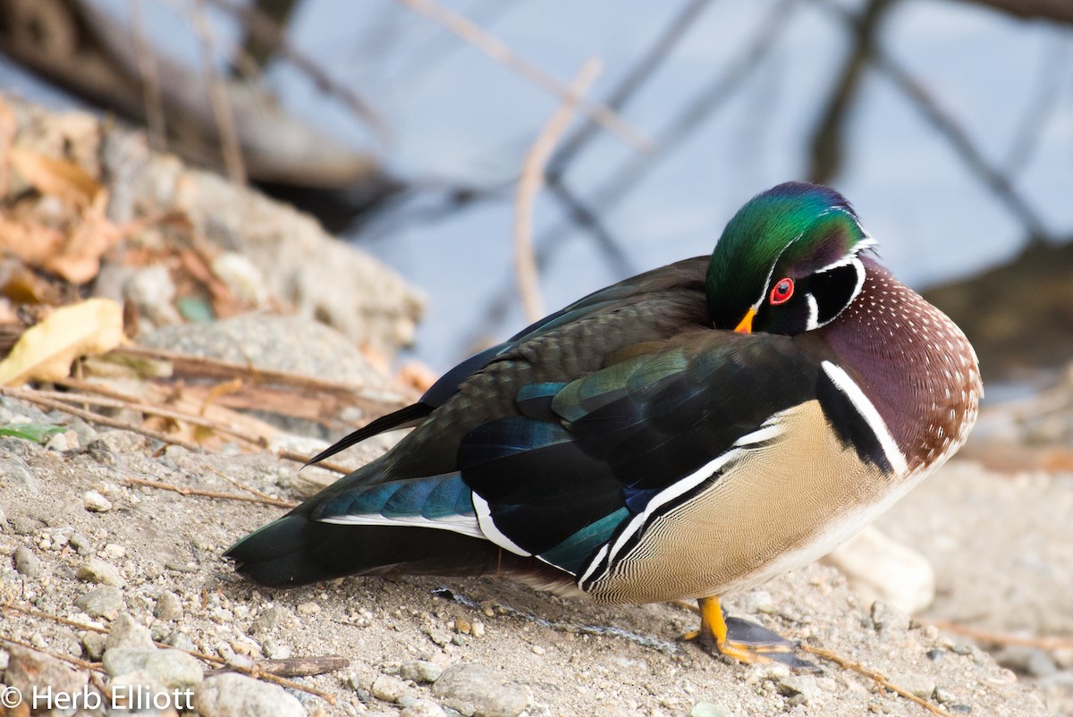 Wood Duck - ML79516831