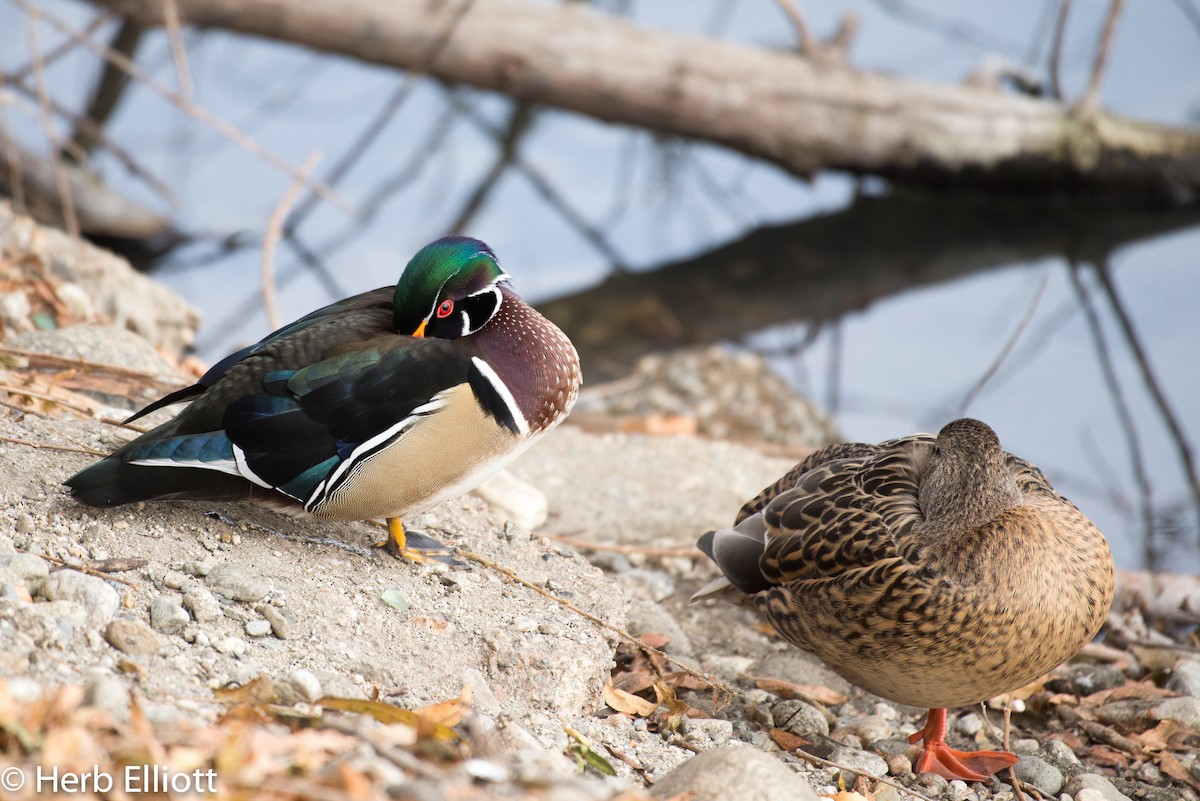 Wood Duck - ML79516881