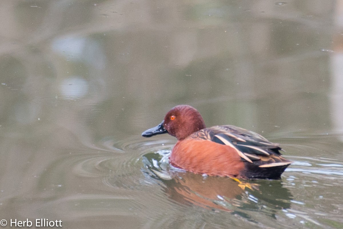 Cinnamon Teal - ML79516941