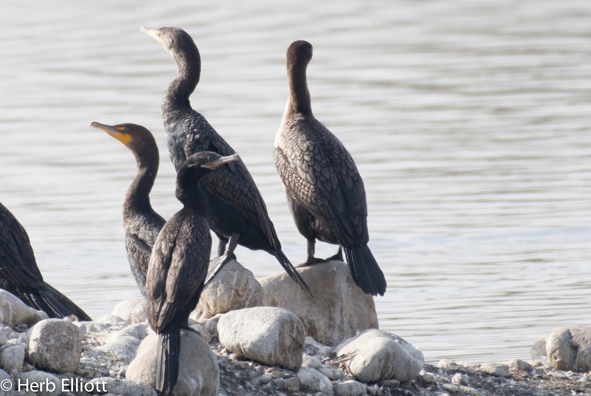 Neotropic Cormorant - ML79517311