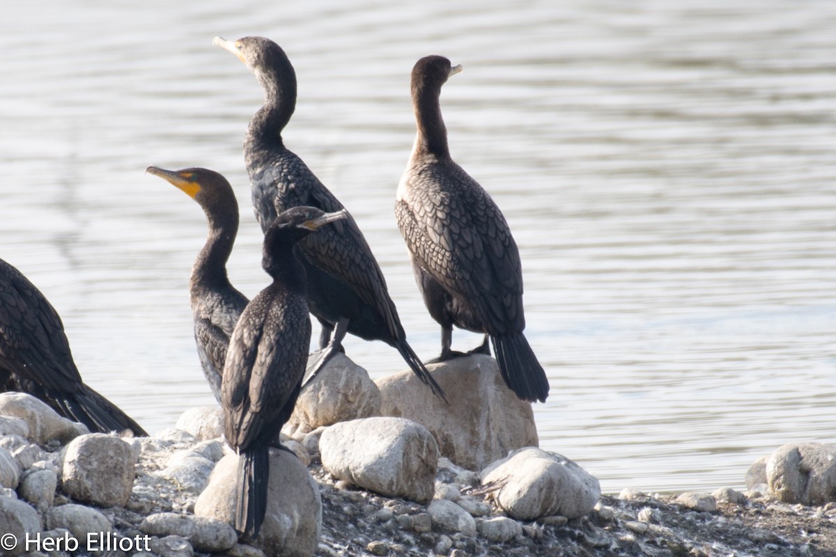 Neotropic Cormorant - ML79517321