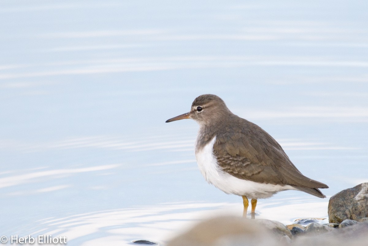 Spotted Sandpiper - ML79517521