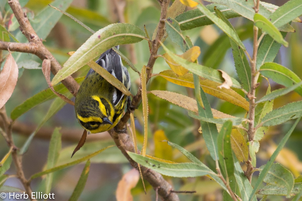 Townsend's Warbler - ML79517881