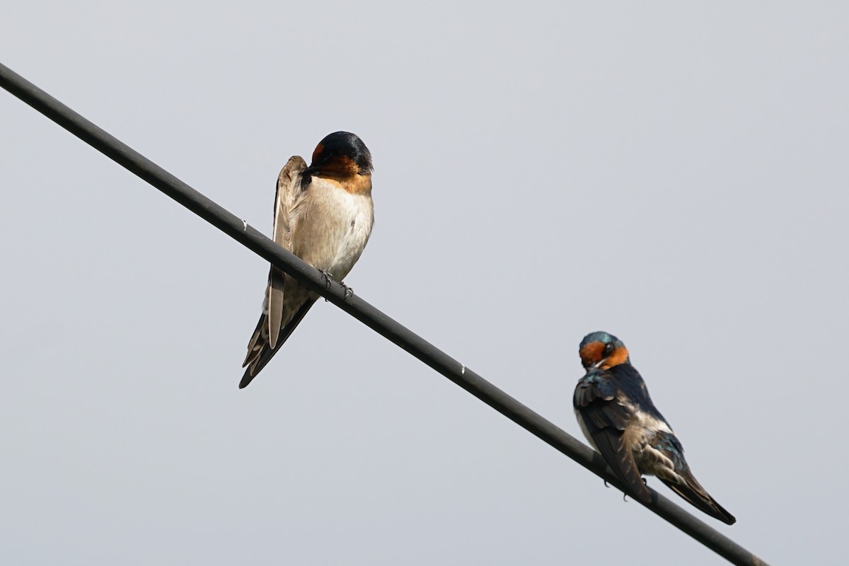 Pacific Swallow - ML79520001