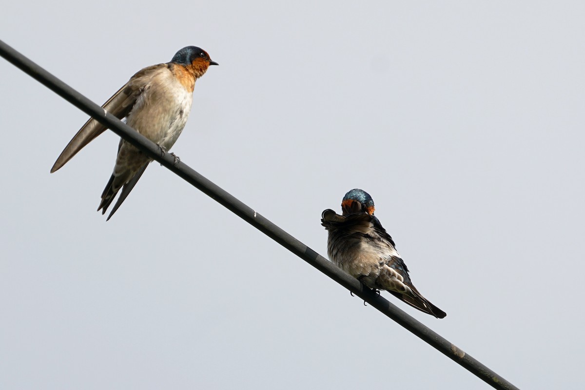 Pacific Swallow - ML79520041