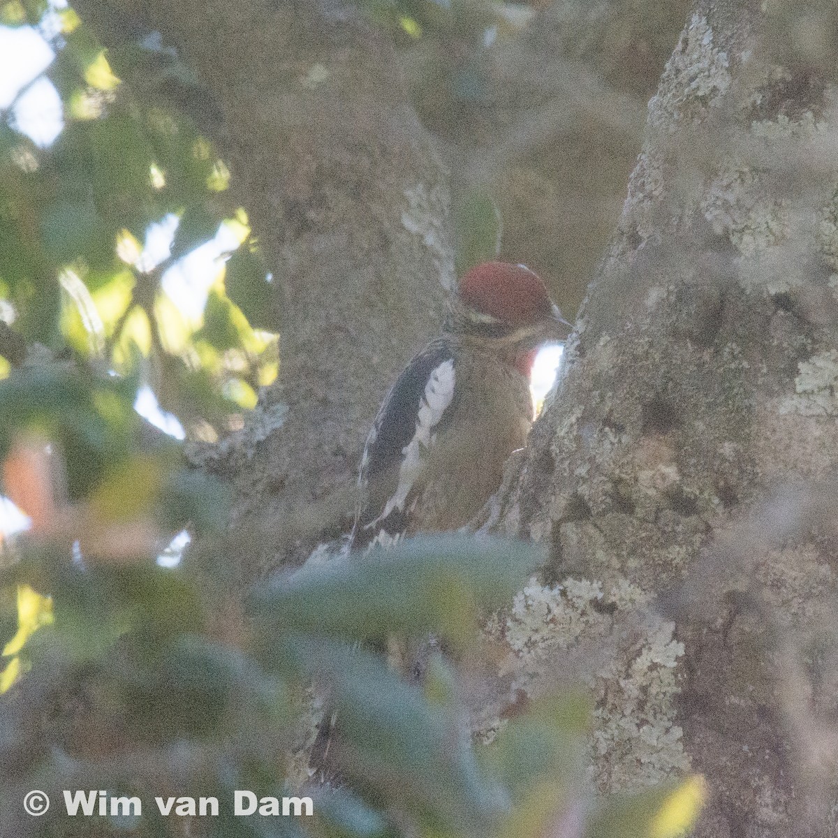 Yellow-bellied/Red-naped Sapsucker - ML79521761