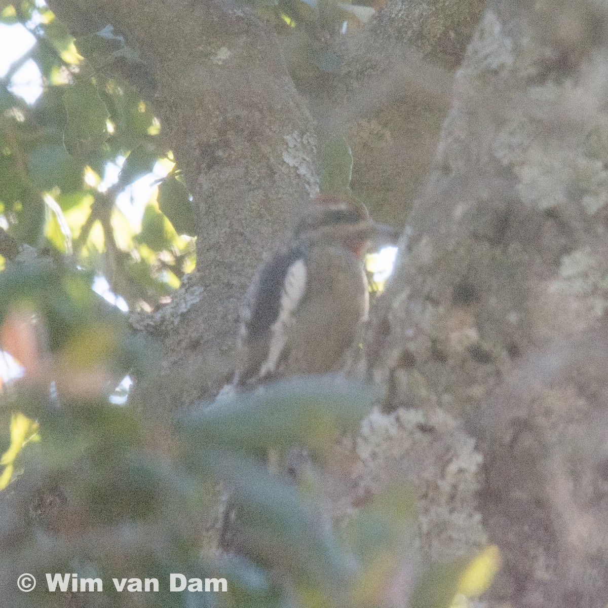 Yellow-bellied/Red-naped Sapsucker - ML79521771