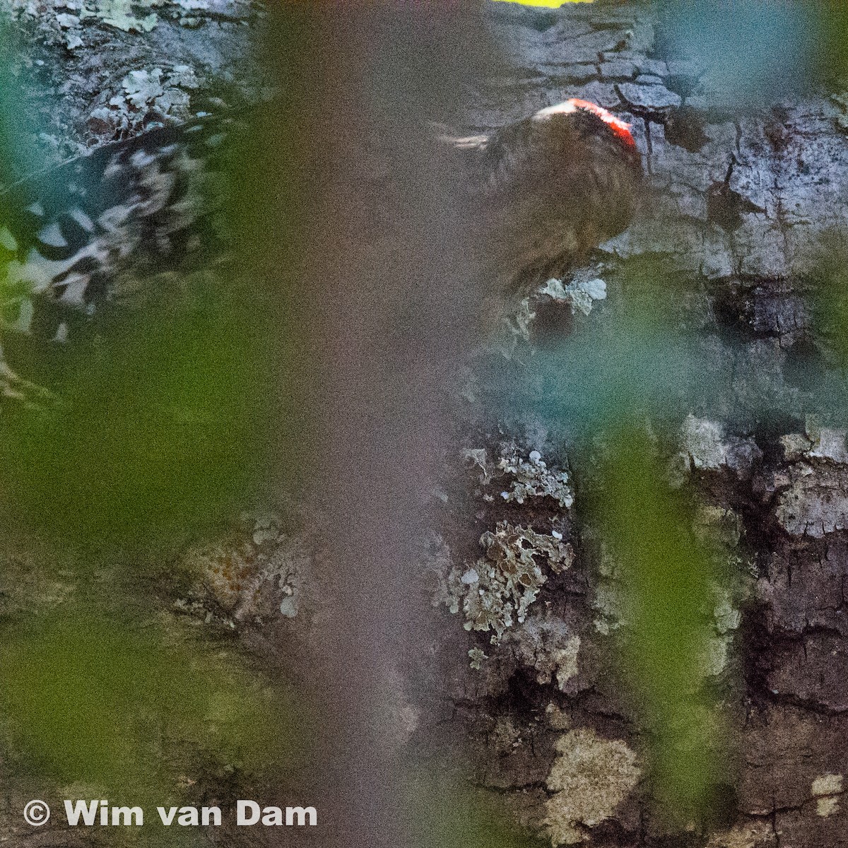 Yellow-bellied/Red-naped Sapsucker - ML79521801