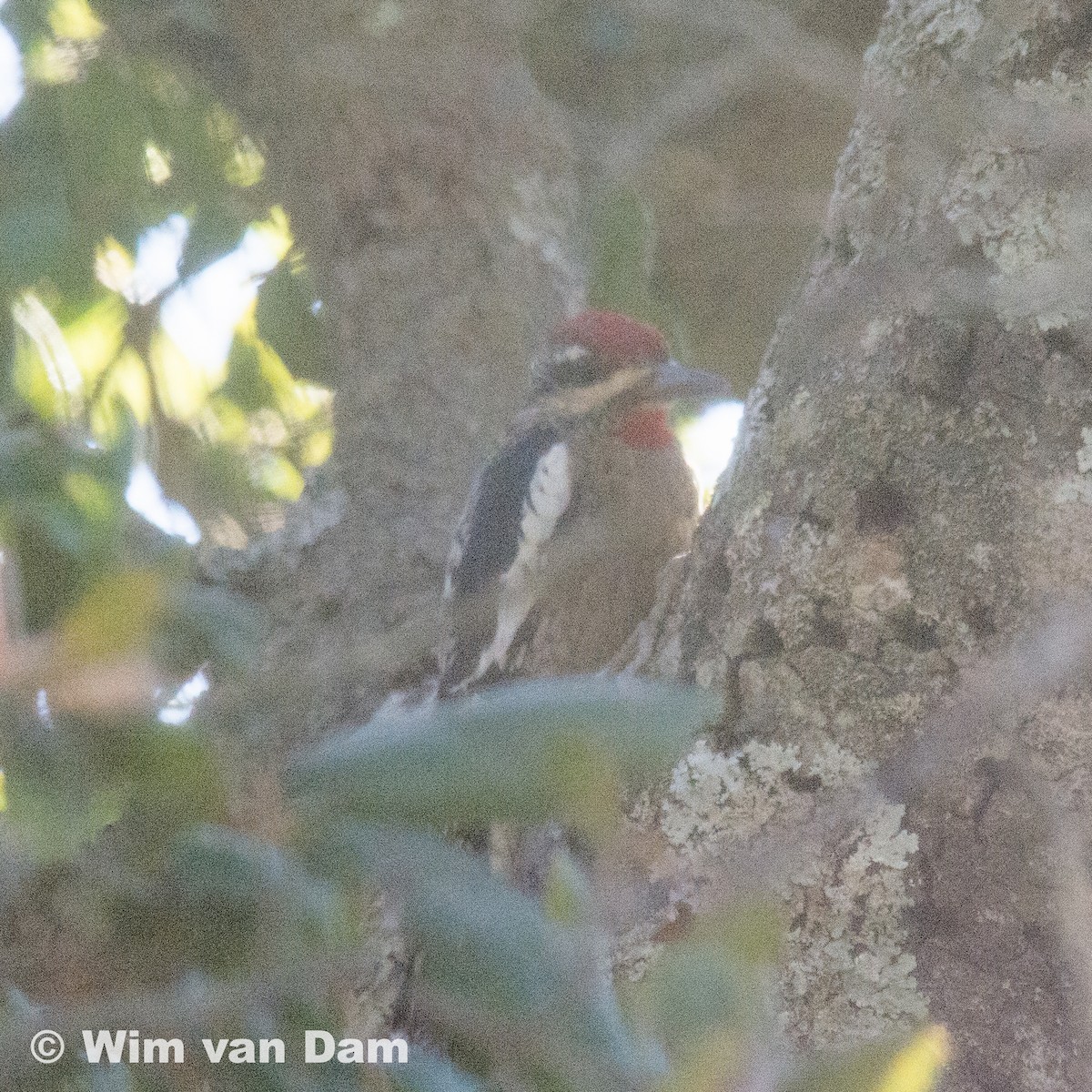 Yellow-bellied/Red-naped Sapsucker - ML79521811