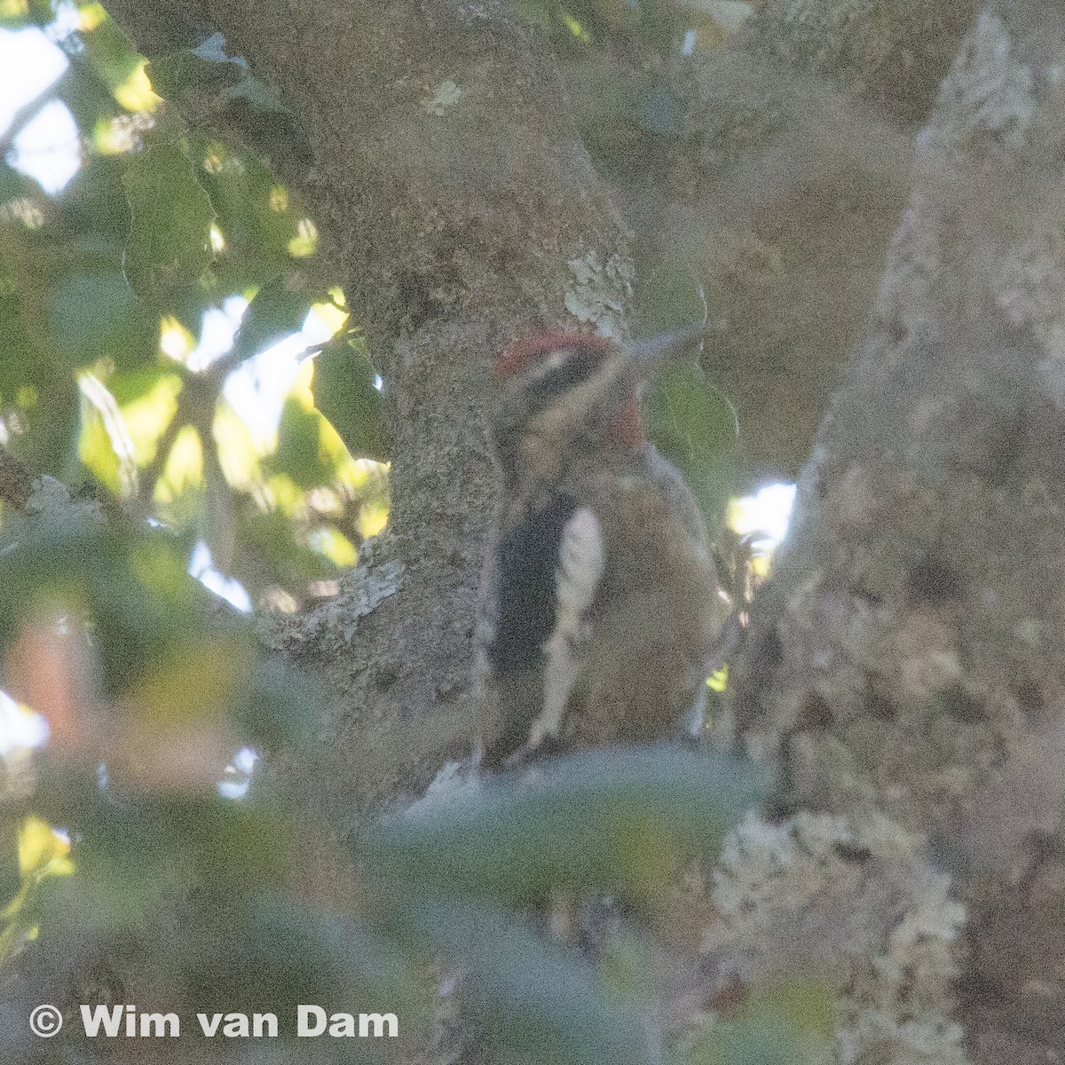 Yellow-bellied/Red-naped Sapsucker - ML79521821