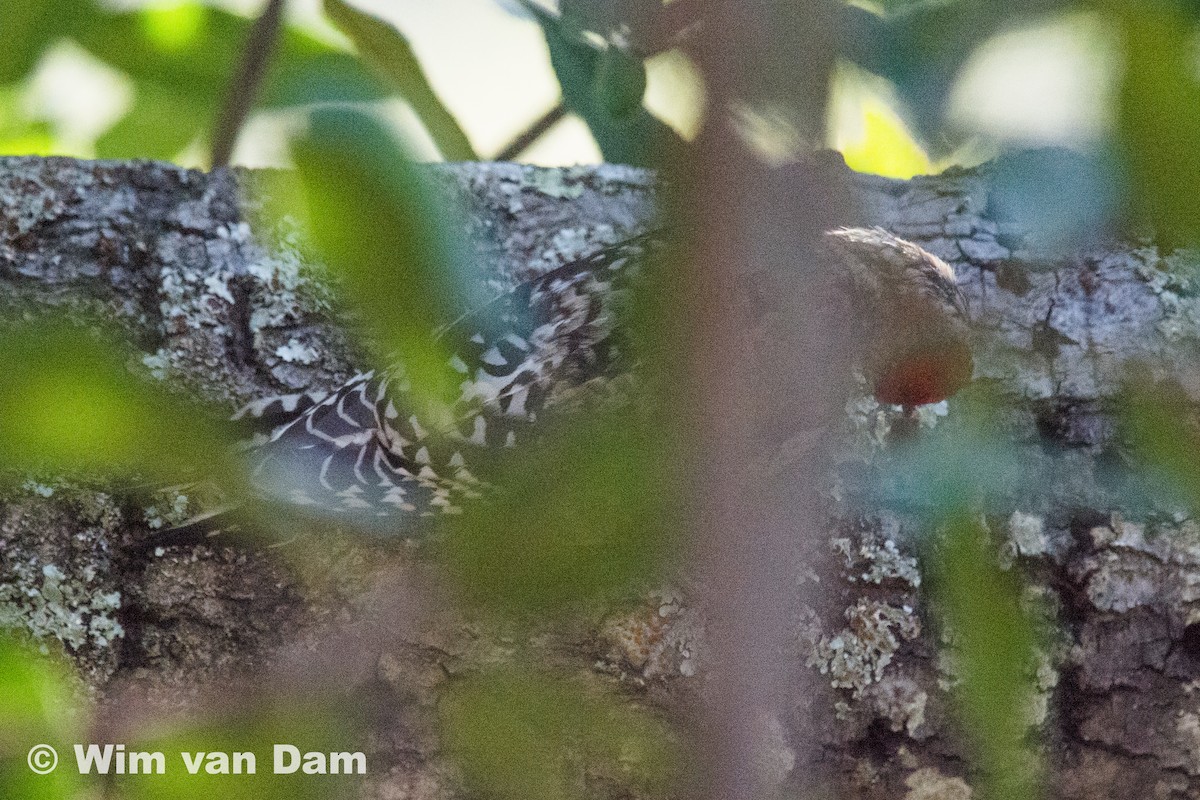 Yellow-bellied/Red-naped Sapsucker - ML79521991