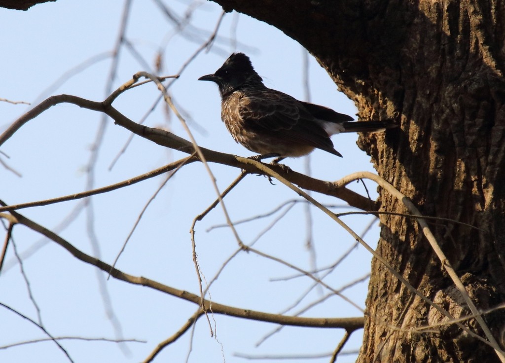 Red-vented Bulbul - ML79523191