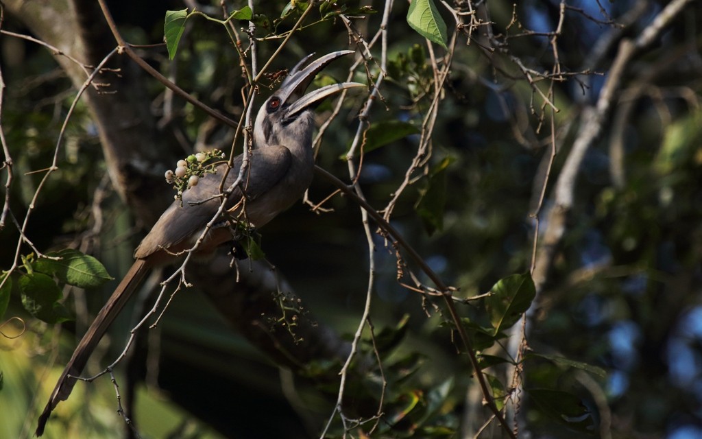 Indian Gray Hornbill - ML79523331
