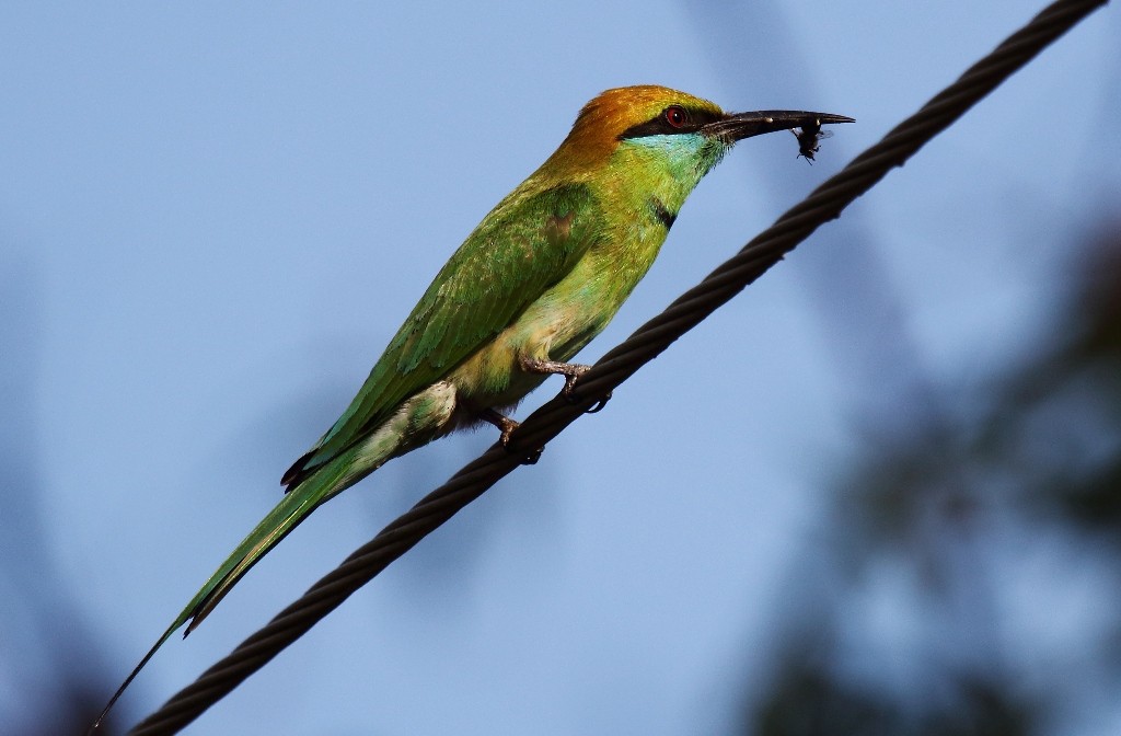 Asian Green Bee-eater - ML79523361