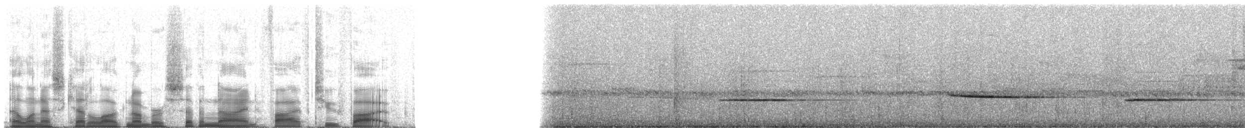 Turdinule à raies blanches - ML79525